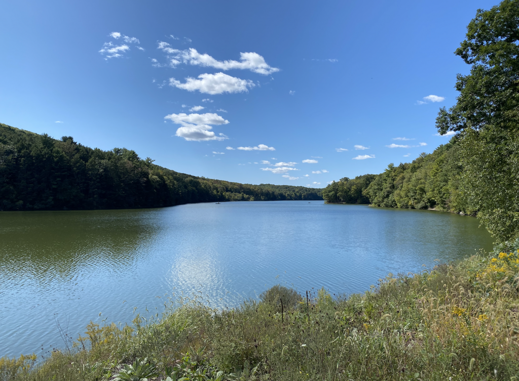 A wild grass, shoreline view of Tuscarora State Park's lake, edged by a stand of trees, and with a bright blue sky in the background, with white puffy clouds.